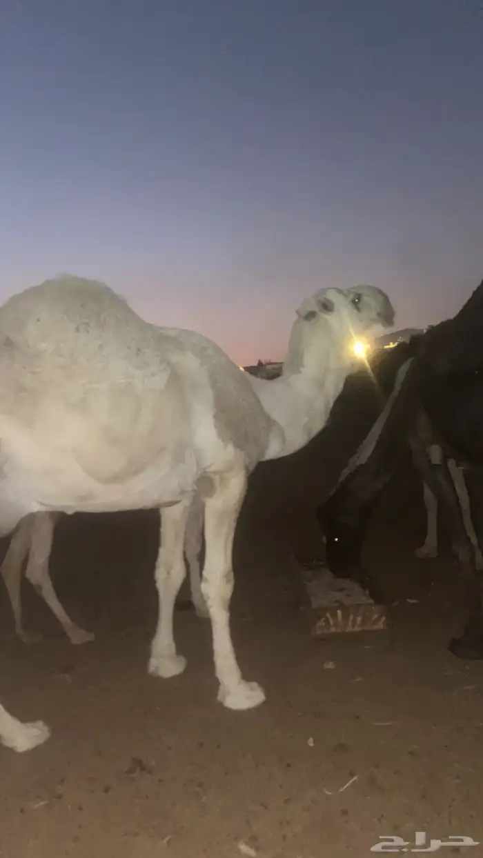 بعير فحل اوضح 0