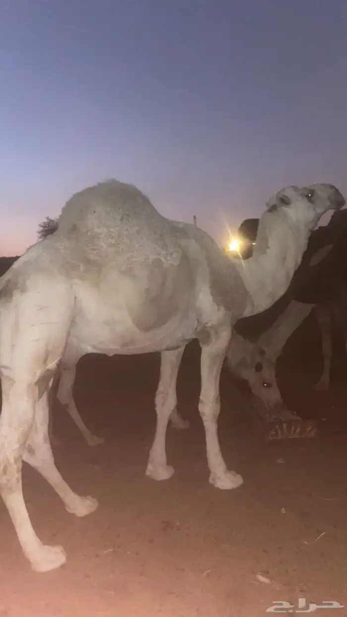 بعير فحل اوضح 3