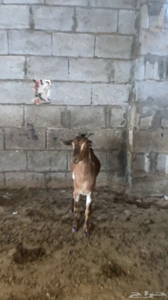 عناق جذع بلدي 3