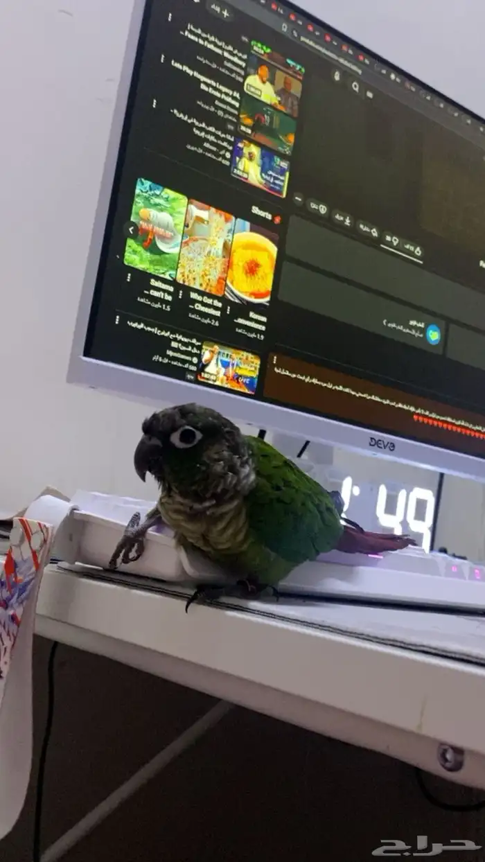 كنيور قرين شيك لعوب و نشبه 3