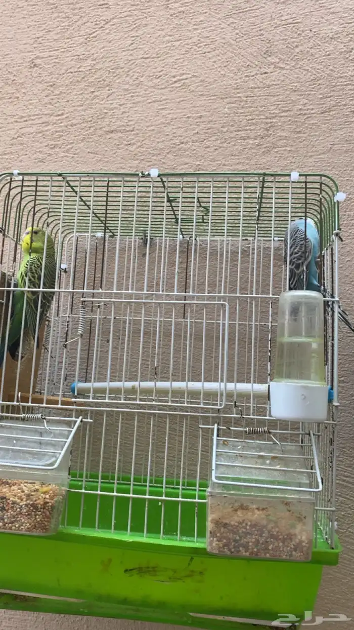 زوج بادجي مع عياله 3