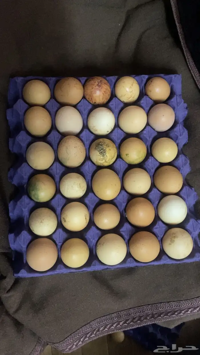 بيض مخصب براهما 0