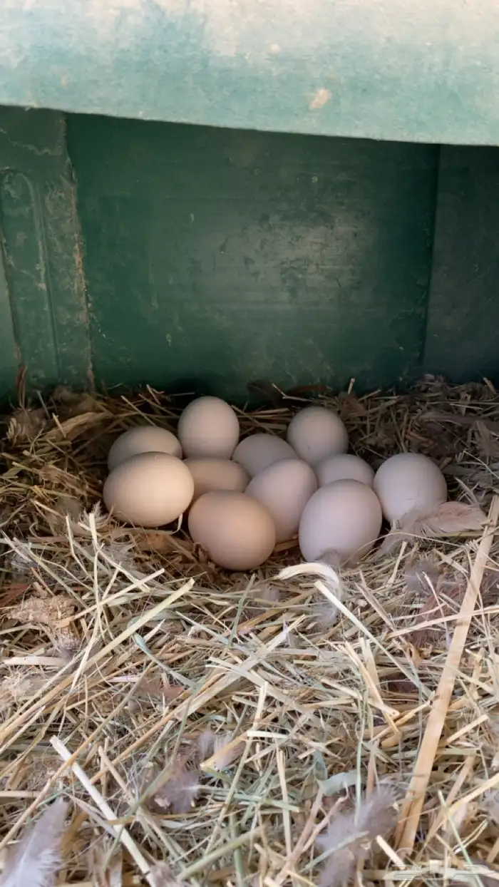 دجاج بلدي بياض 2