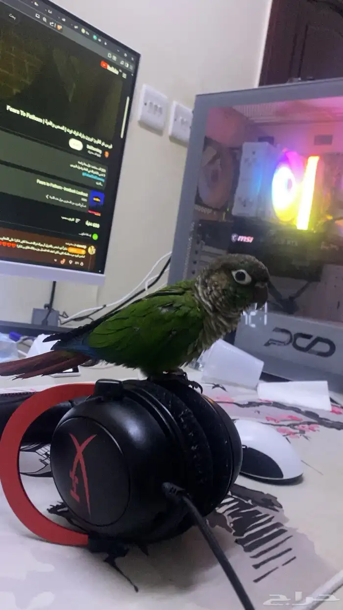 كنيور قرين شيك لعوب و نشبه 2