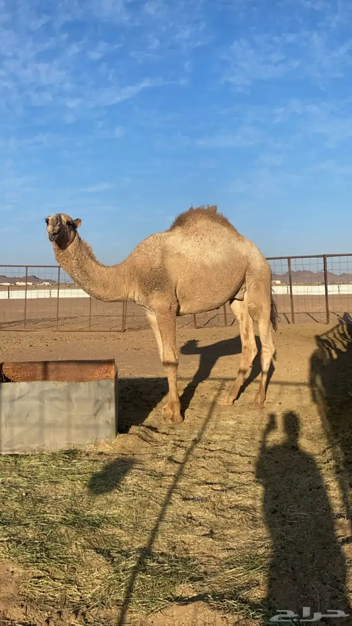 قعود مفرود 1