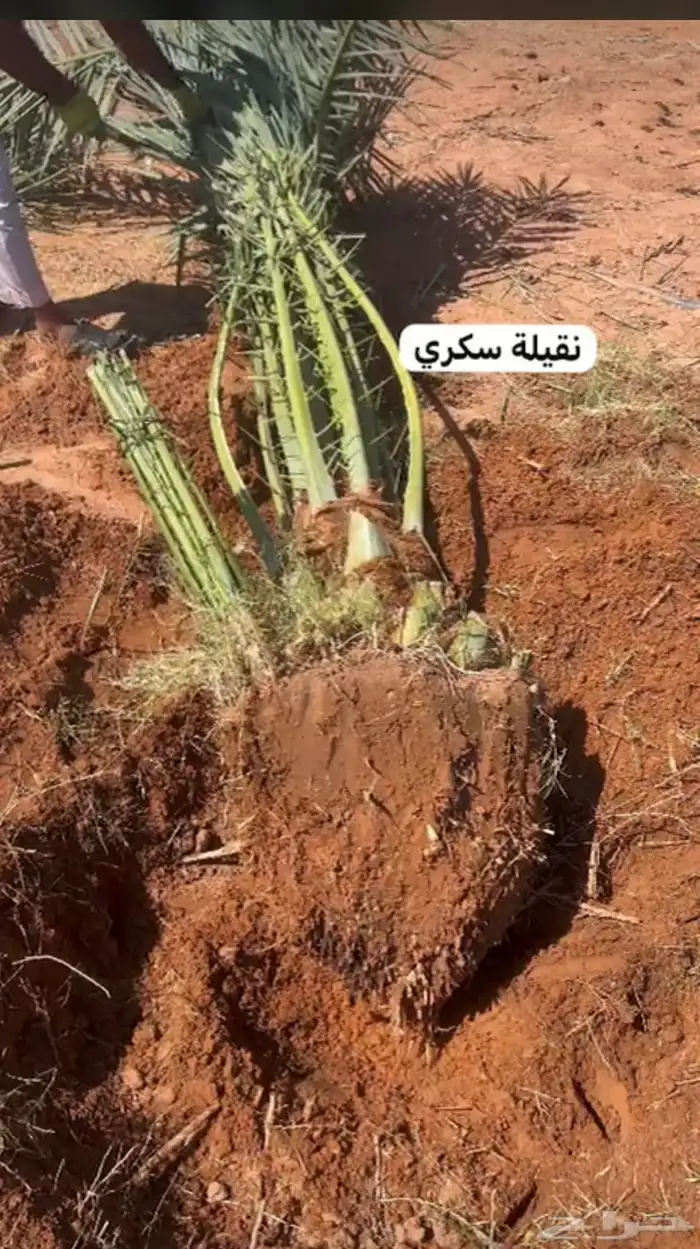 يوجدلديناجميع انواع انخل العربي والواشنطن ازينه 15