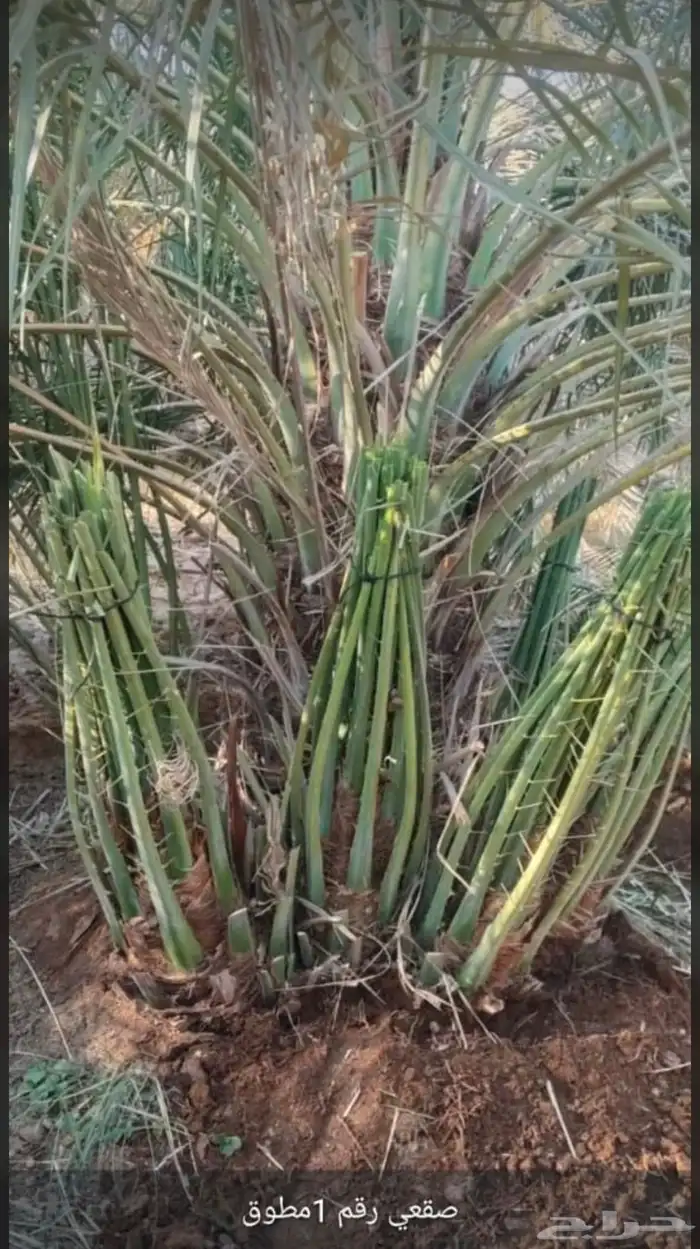 يوجدلديناجميع انواع انخل العربي والواشنطن 6