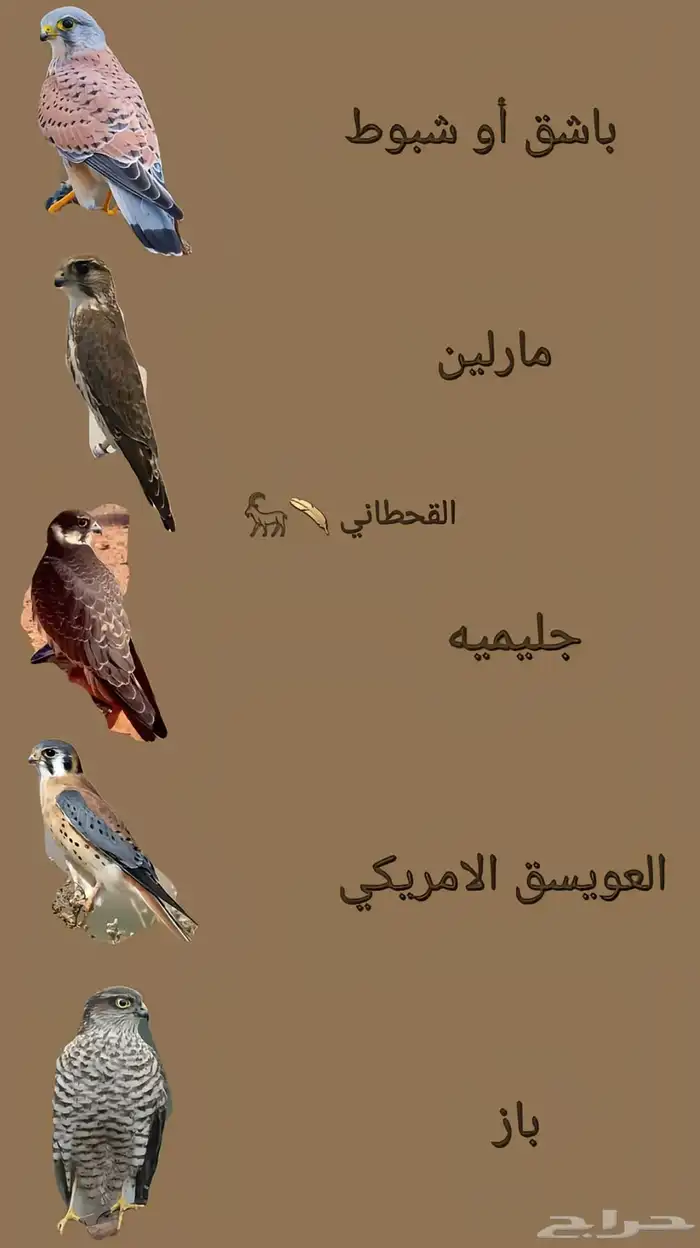 مطلوب بكه او باز ب 200 ريال مطلوب 2 بدون برقع واغراضه 0