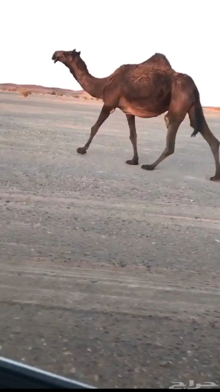 جنوب برودان 1