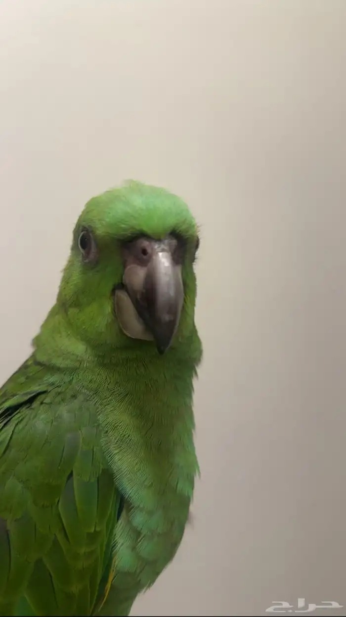ببغاء يلوناب 2