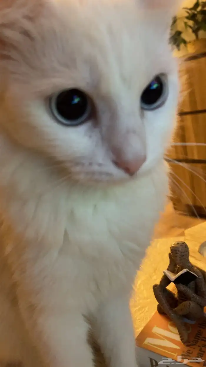 قطتي ضائعه 4