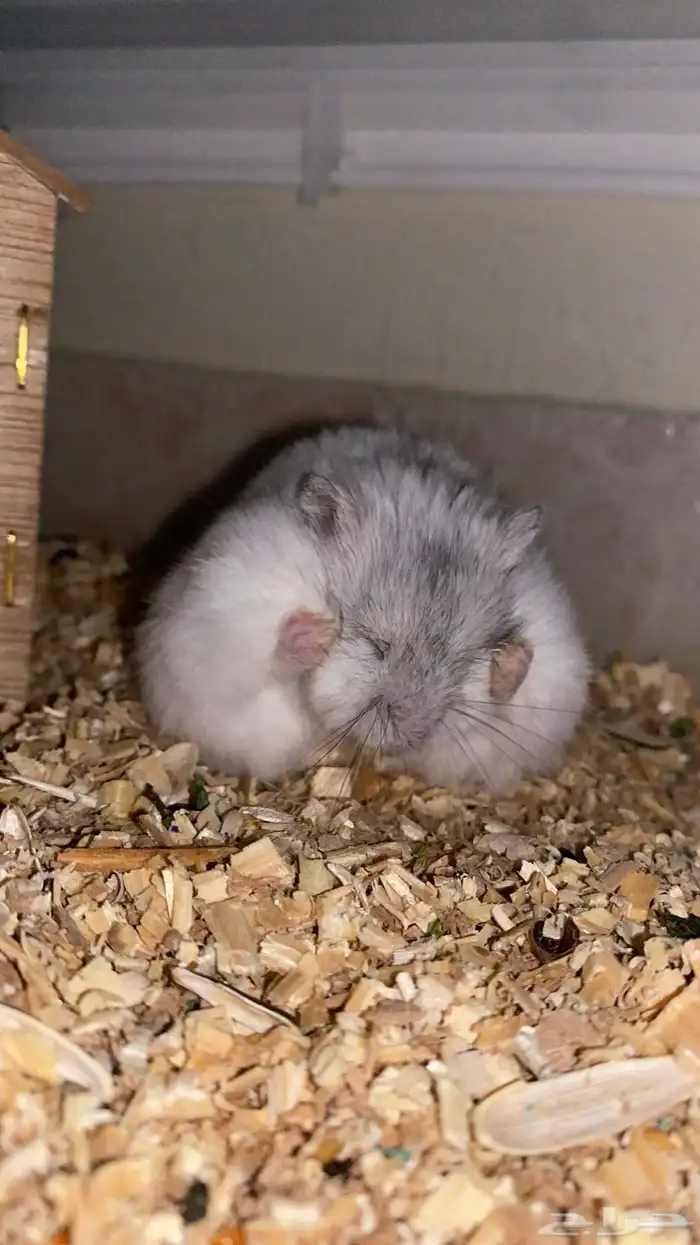 للبيع او للتبني هامستر 0