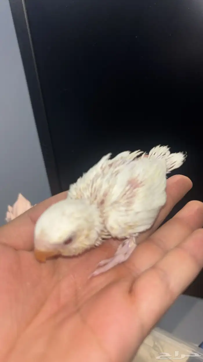 فروخ روز 3 حبات 6