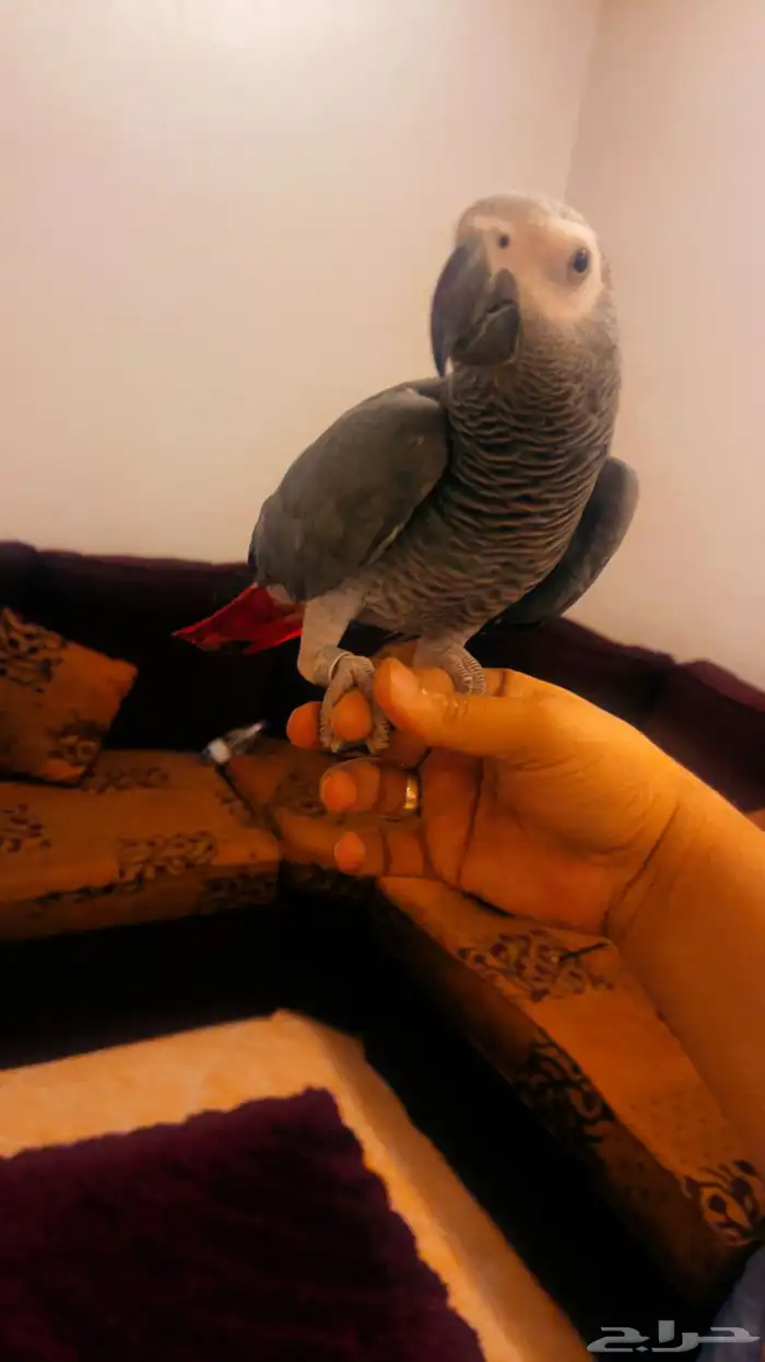 كاسكو للبيع 5