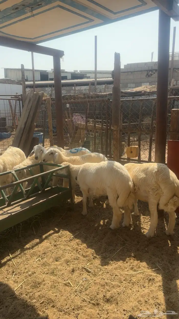 طليان حريات ضيوف وثلاجه 0