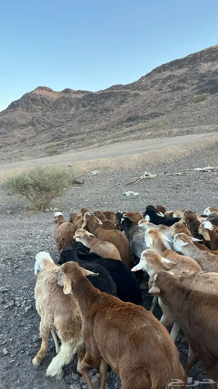 طليان سواكن حمري جادعان مرابى 14