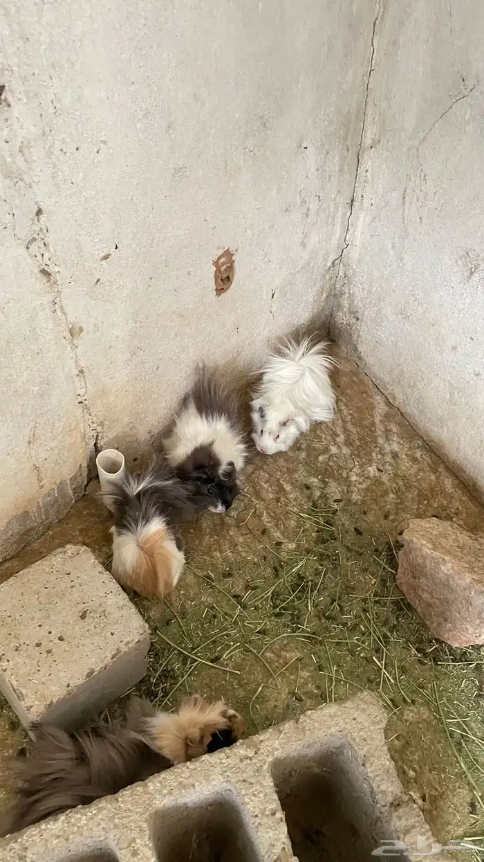 وبران بلدي و أمريكي 12