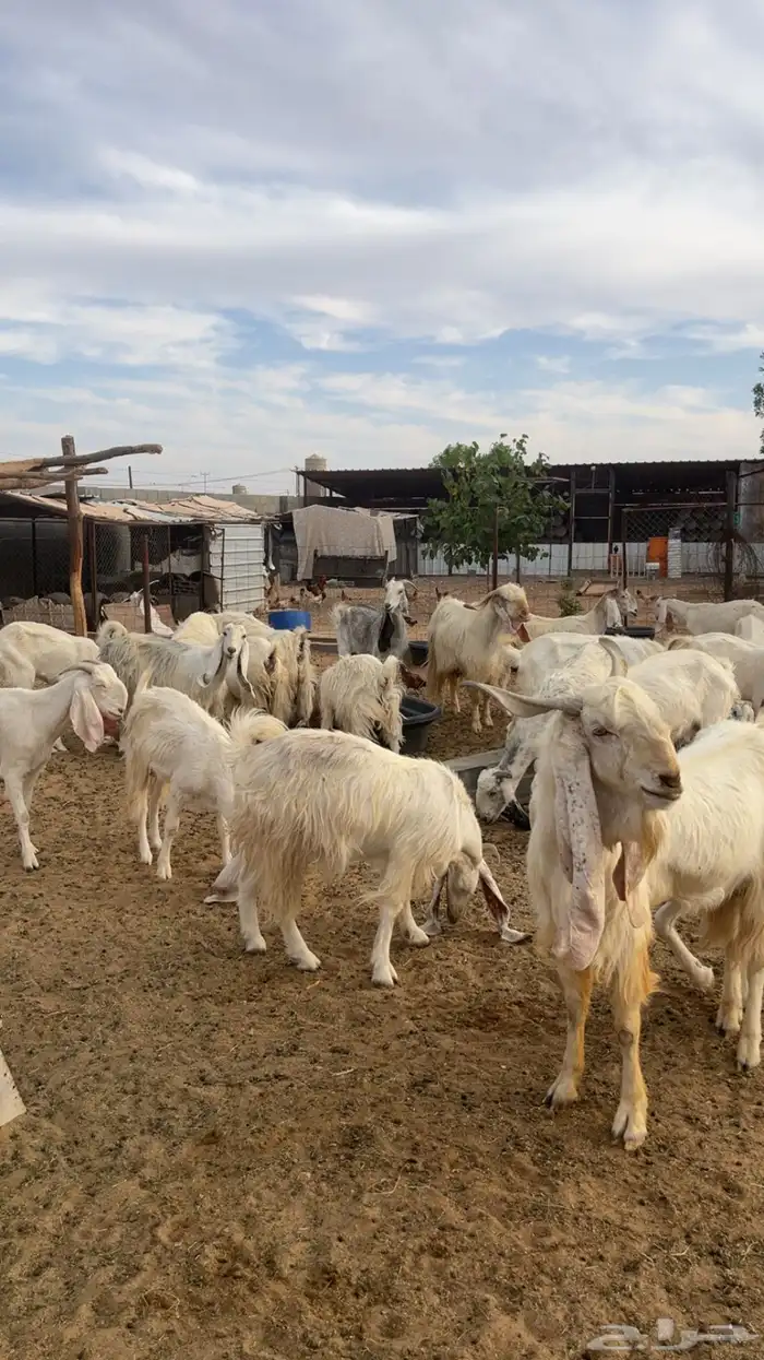 معزا مشاريك مراح وجفار 8