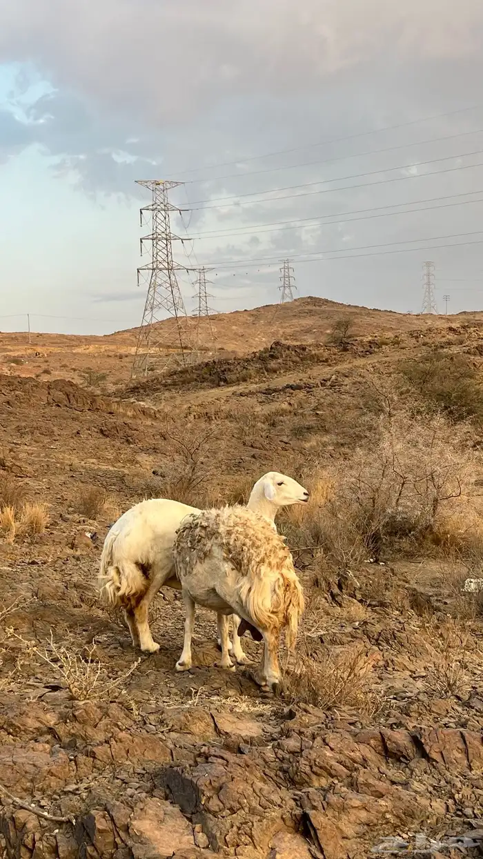 للبيع ضان حيل 7