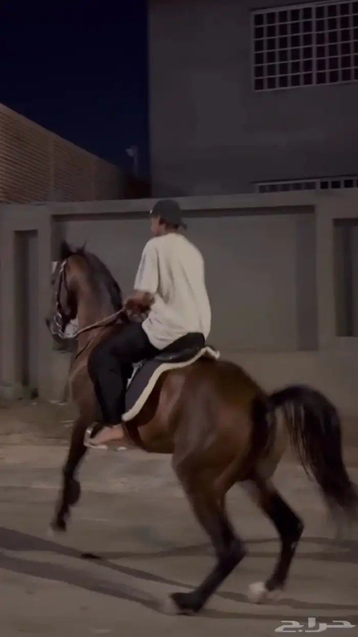 حصان شعبي شيخ 5