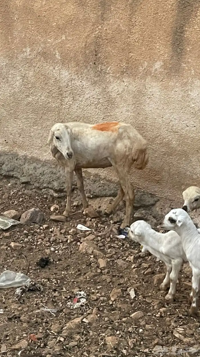 رخل للبيع على السوم 0