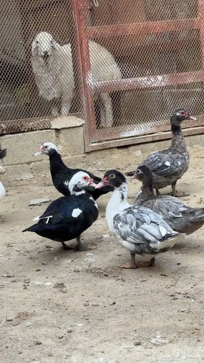 بط مصري للبيع 0