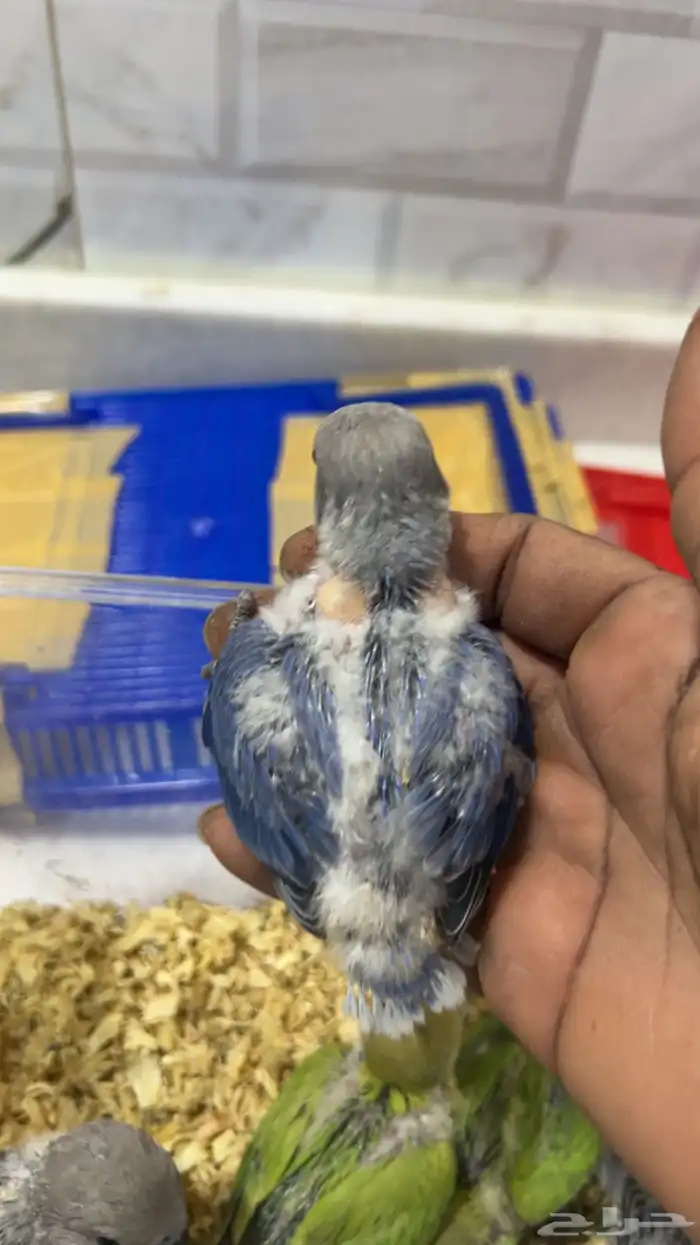 فروخ روز غر 1