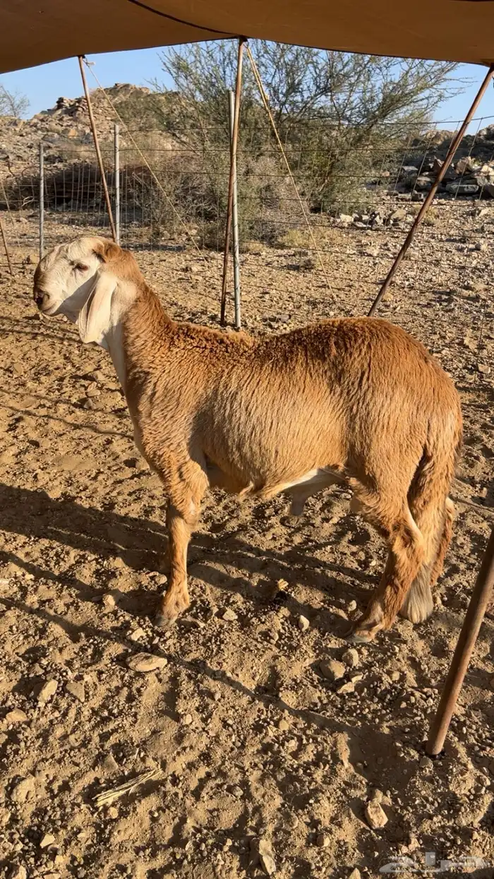 طلي درماني مشروع 0