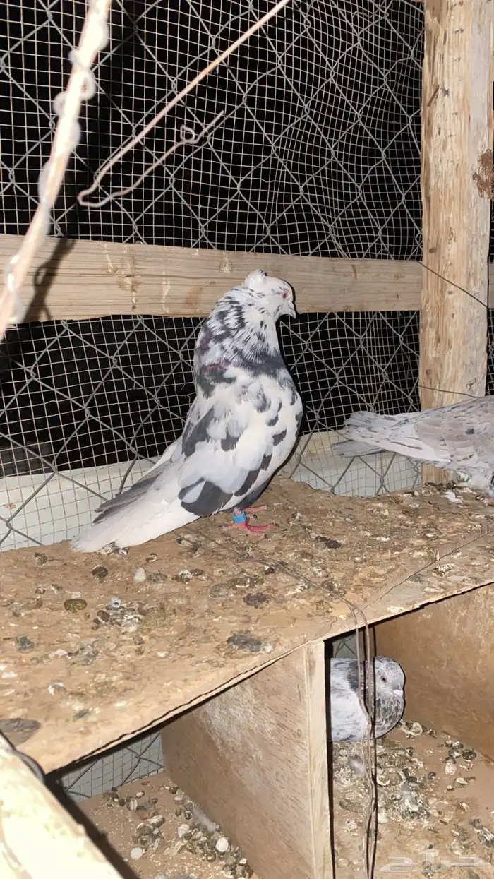 جوز قطيفي ثقه 0