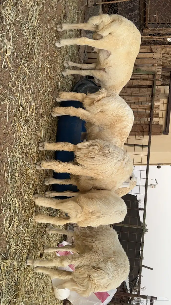 للبيع طليان حريه نظيفه شرط وسمان 2