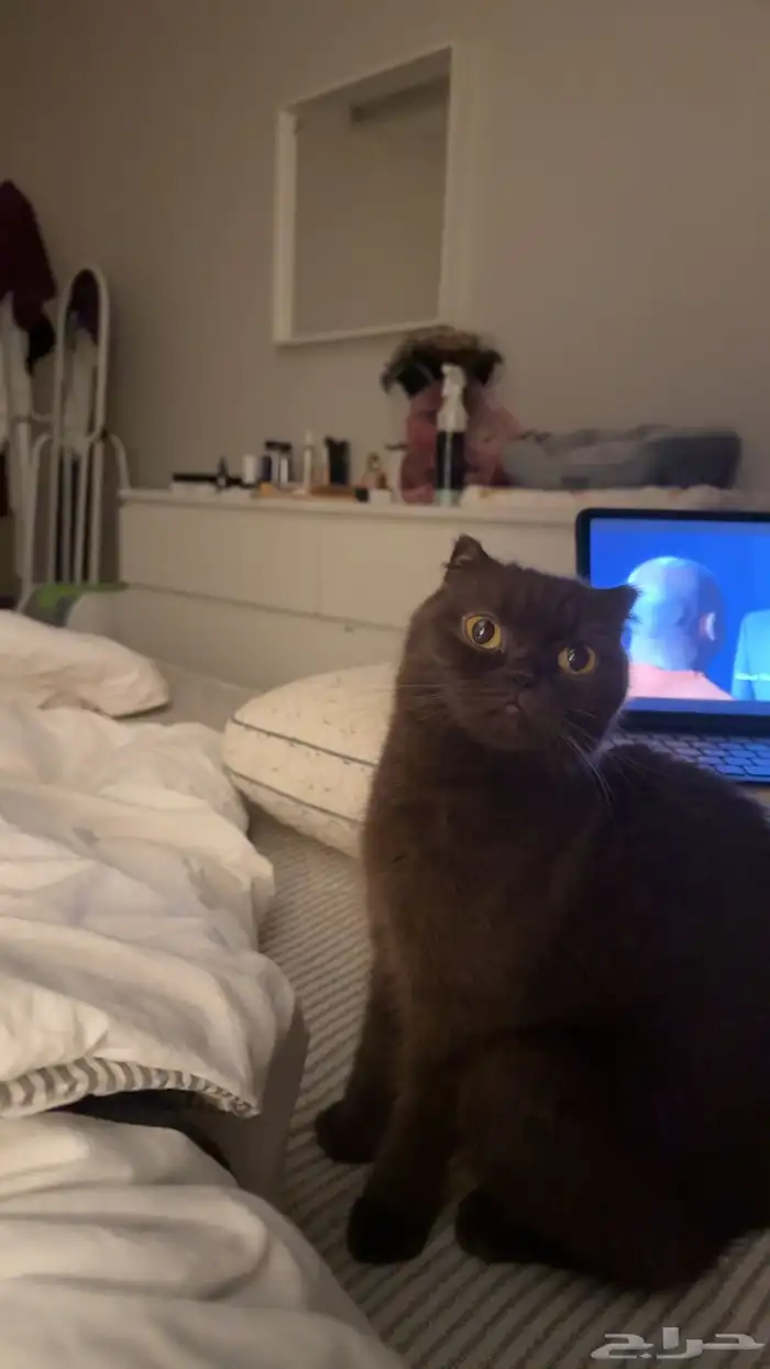 سكوتش فولد Chocolate - أنثى 2