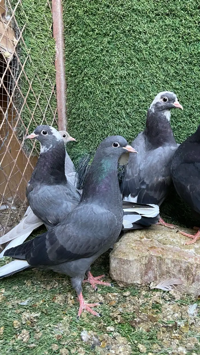 طبات قلابي قطيفي( تم البيع ) 0