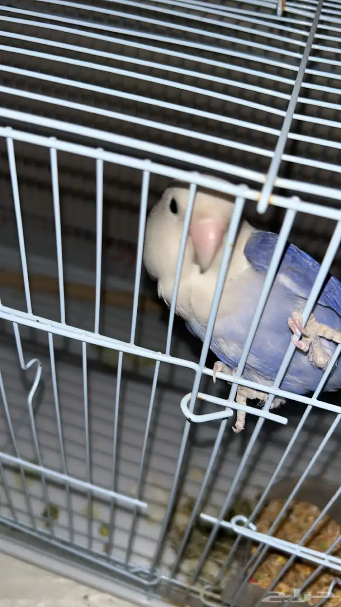 زوج روز للبيع 0