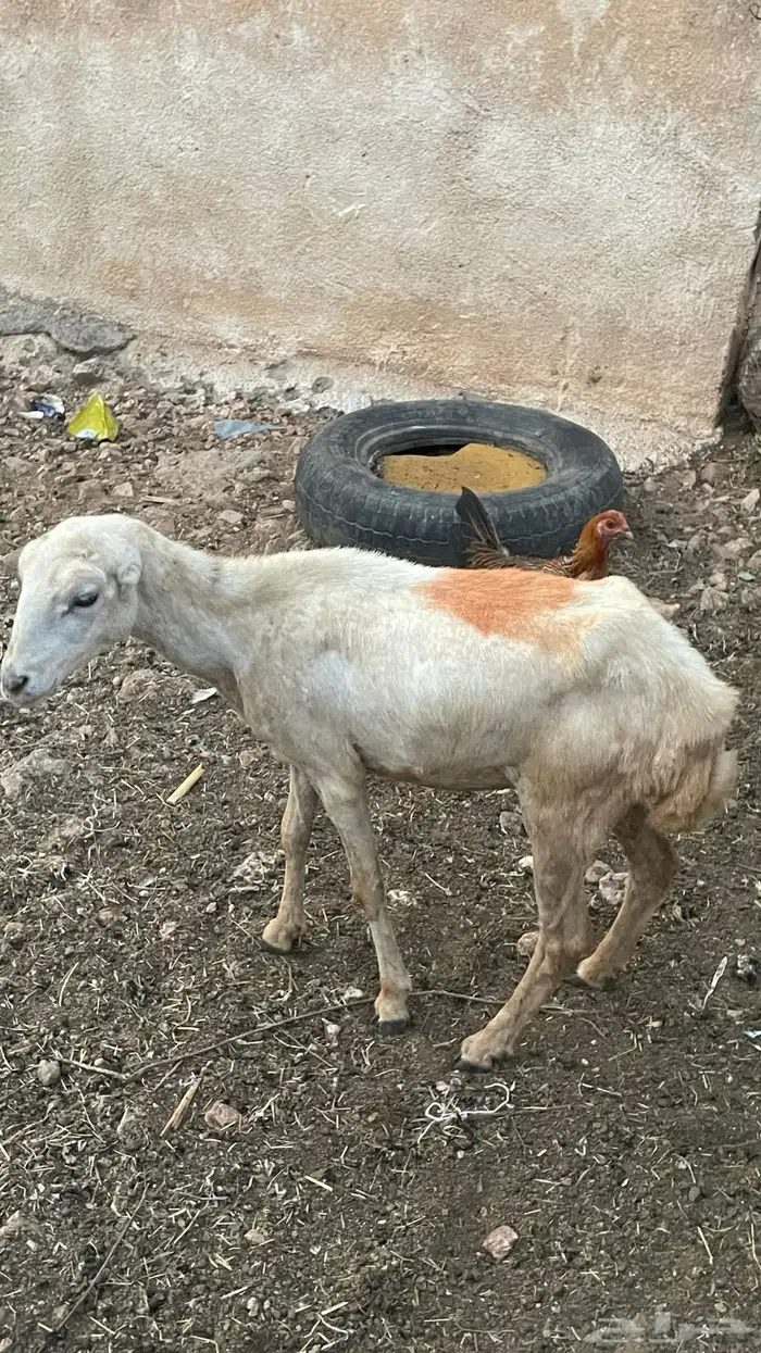 رخل للبيع على السوم 3