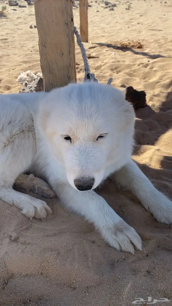 كلب هاسكي جرو البيع مستعجل 1