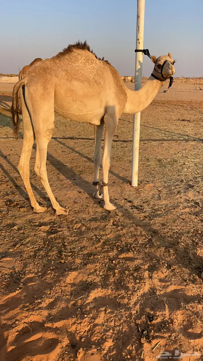 حقه بكره عمانيه هجن 0