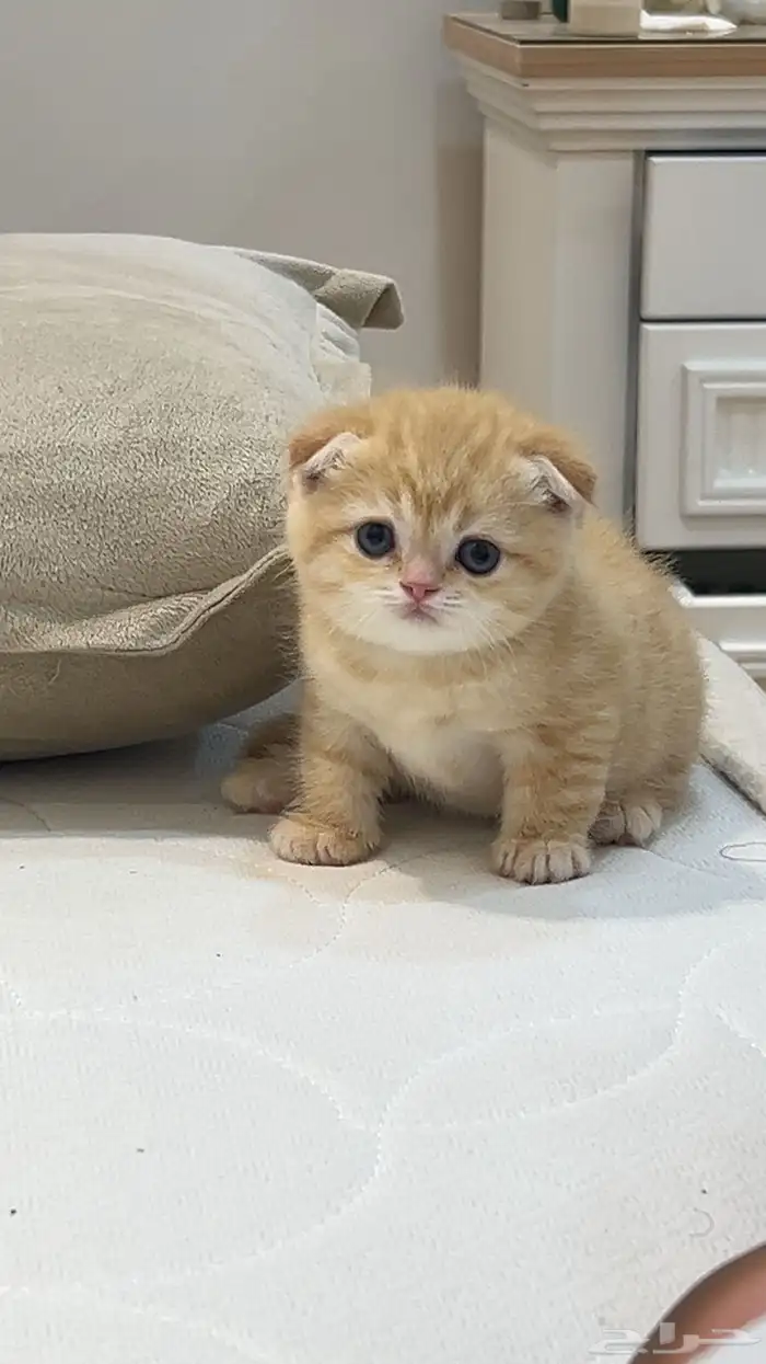 قطه و كتن واحد سكوتش فولد على سوم 2