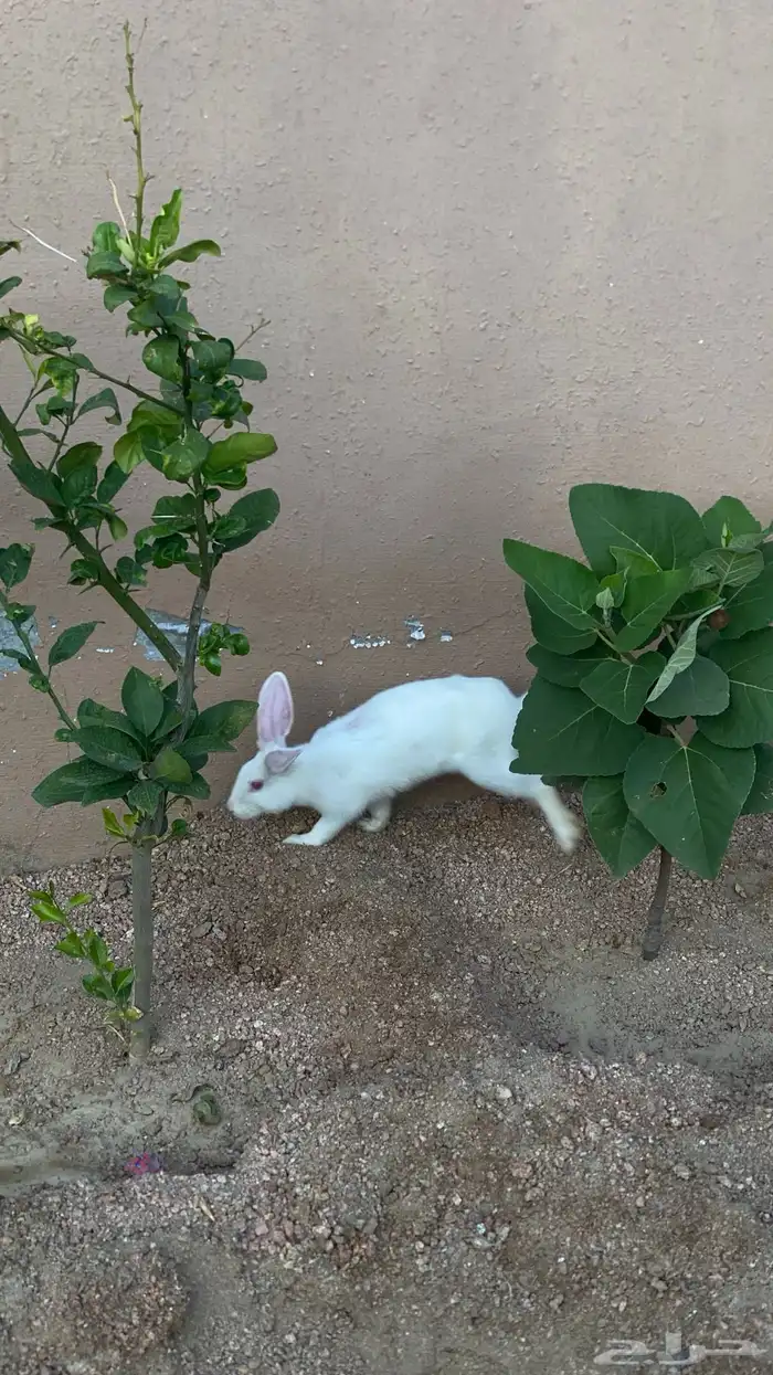 أرانب فرنسي للبيع 2