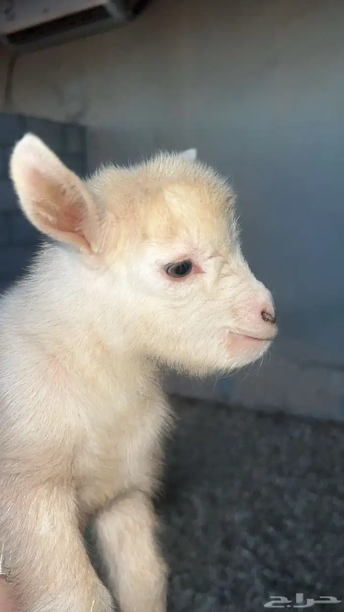 ماعز قزم مستورد 2