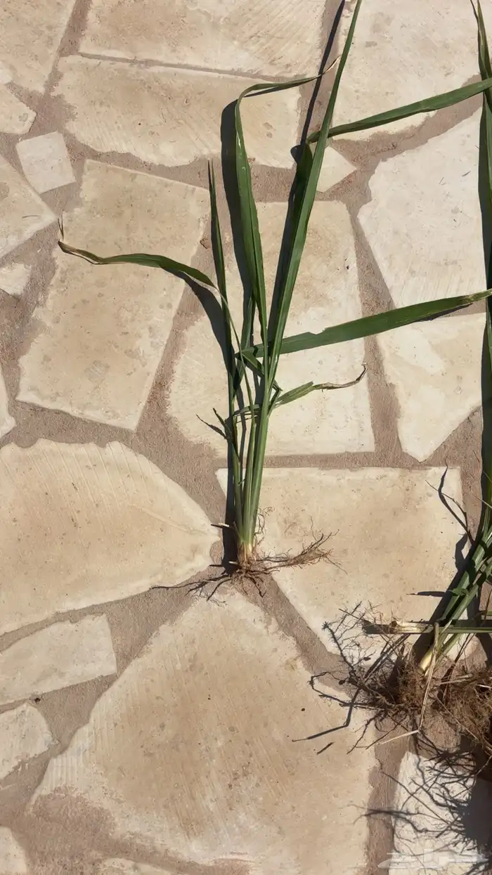 شتلات بونيكام 1