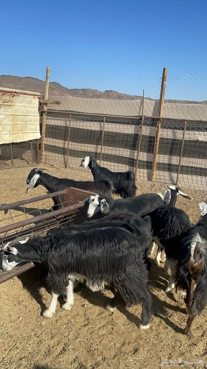 جفار ذبايح او مقنوي طيبه بالحيل( تم البيع ) 4