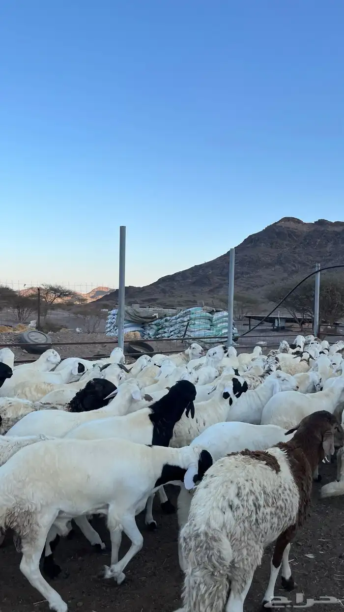 طليان سواكن شبيه الحري مرابى جادعان 32