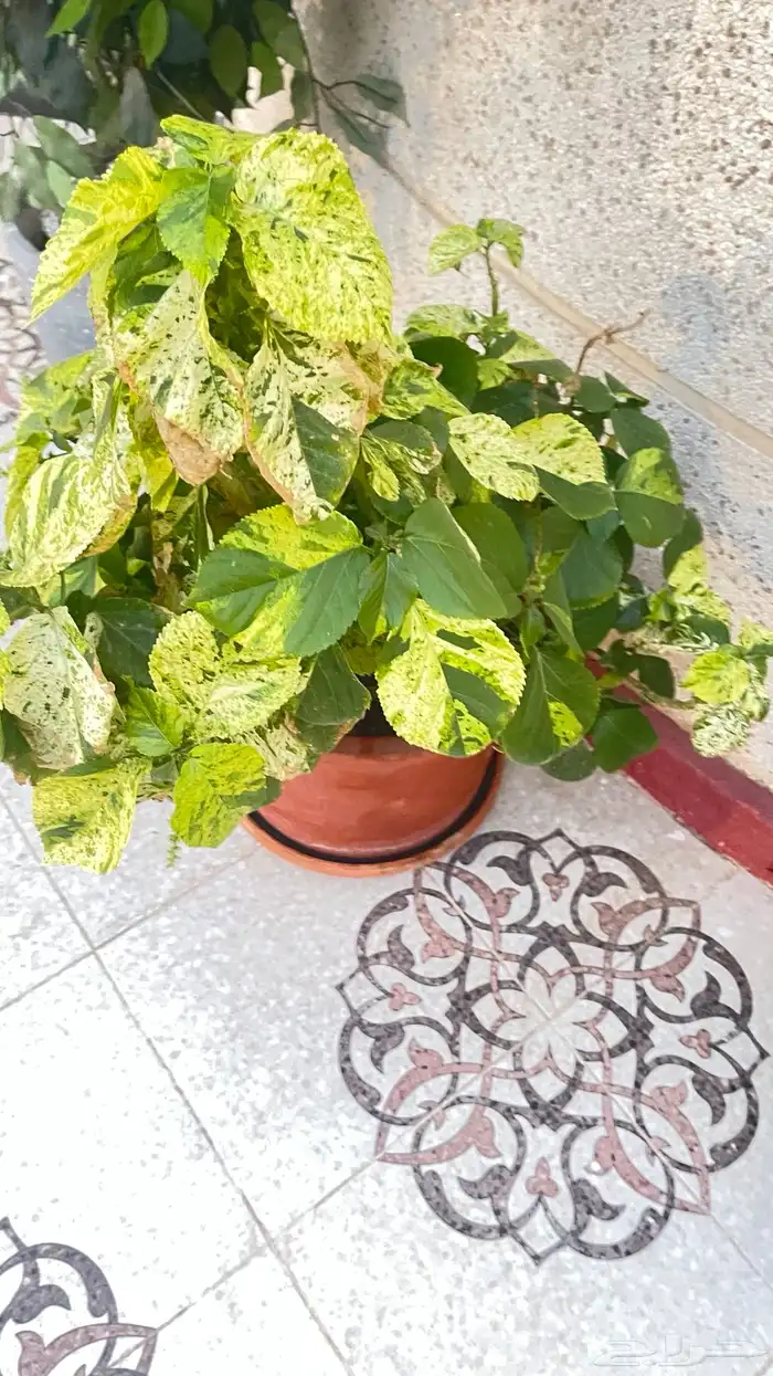 زرع للحديقه بأسعار تبدأ من 5 ريال 6