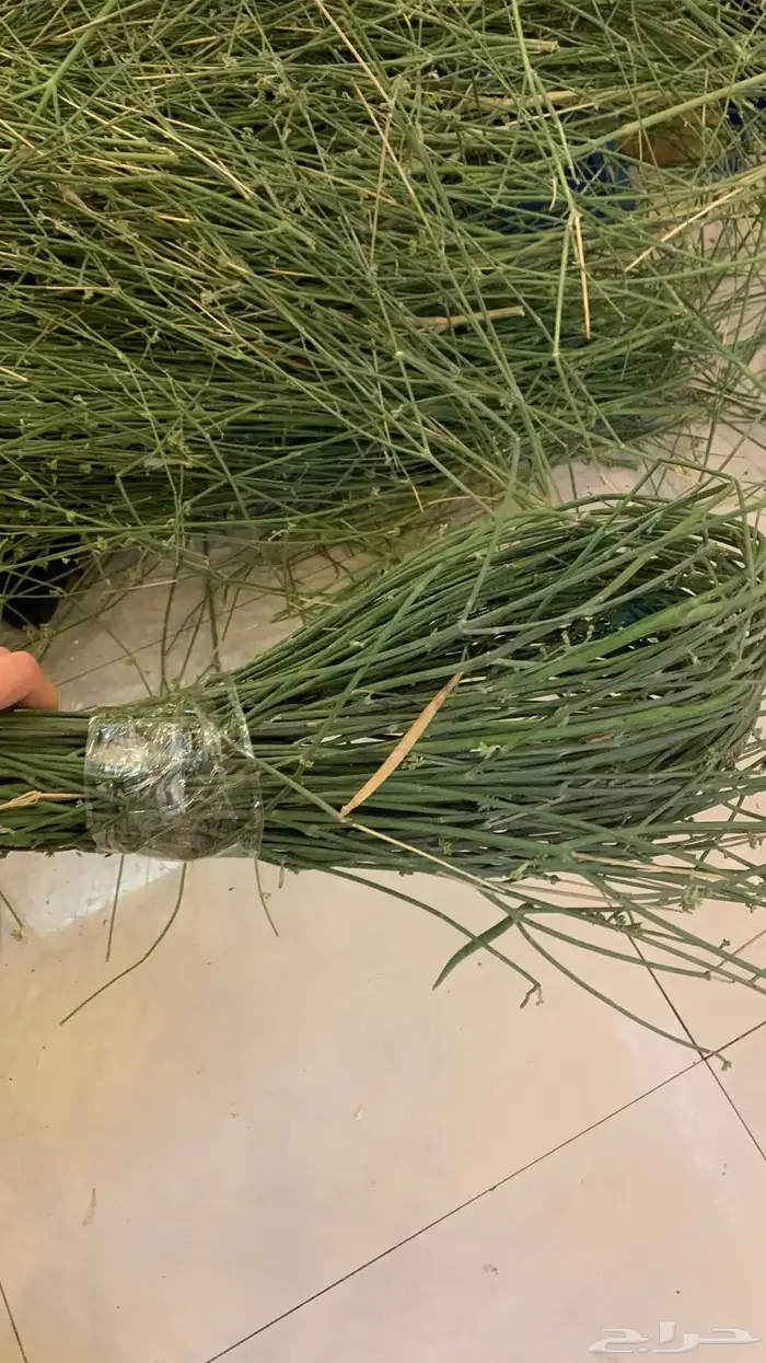 مرخ طازج بجوده عاليه 0