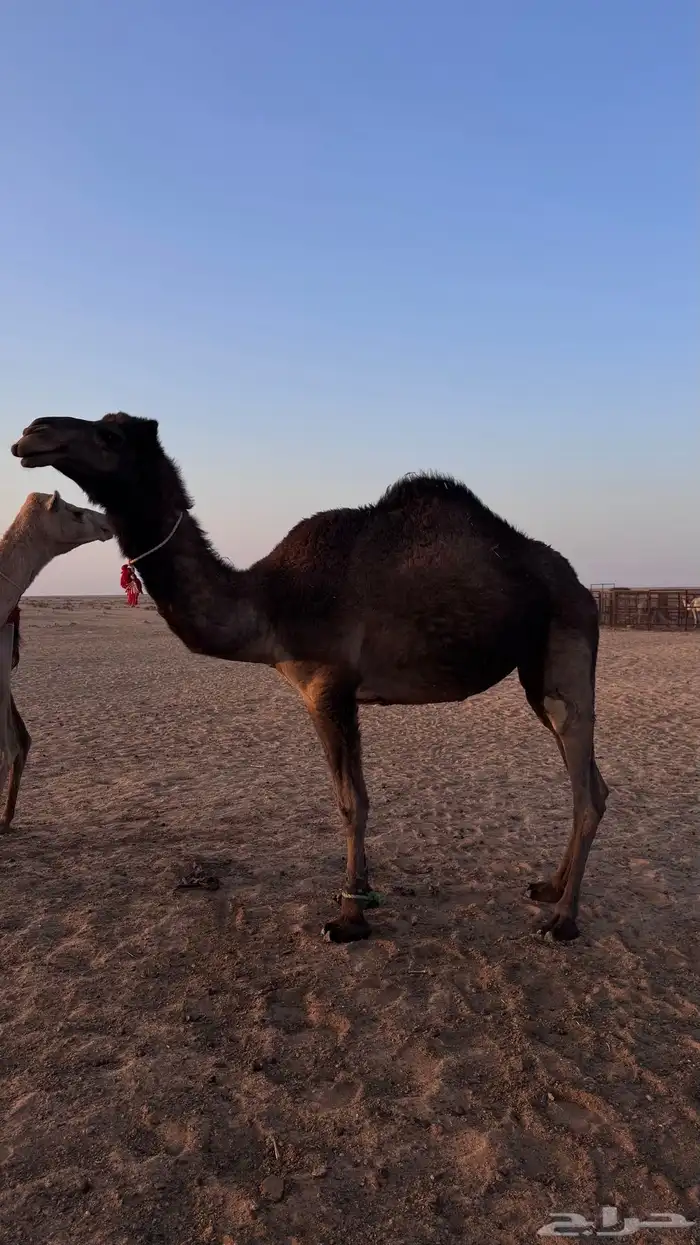 بكره صفرا طيبه هديه فالحلب وطيبه بالحيل 2