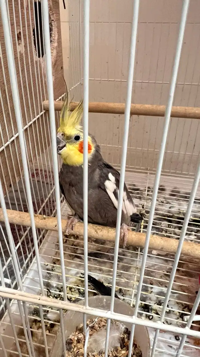 جوز كروان باكستاني 1