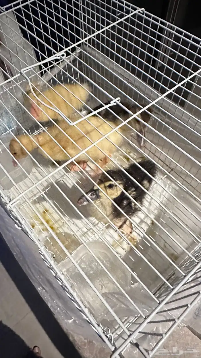 للبيع بط 4 اثنين ذكور و اثنين اناث 0