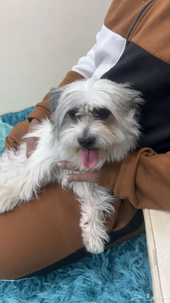 كلب مالتيز 0