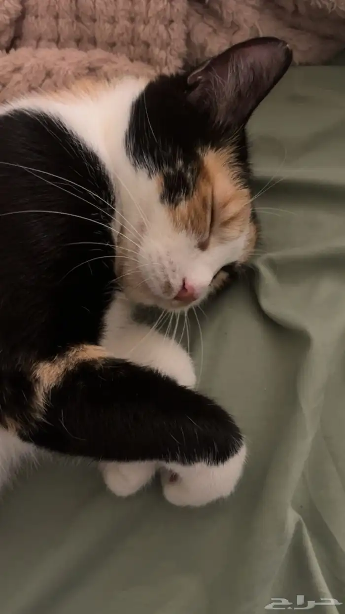 قطط للتبني 7