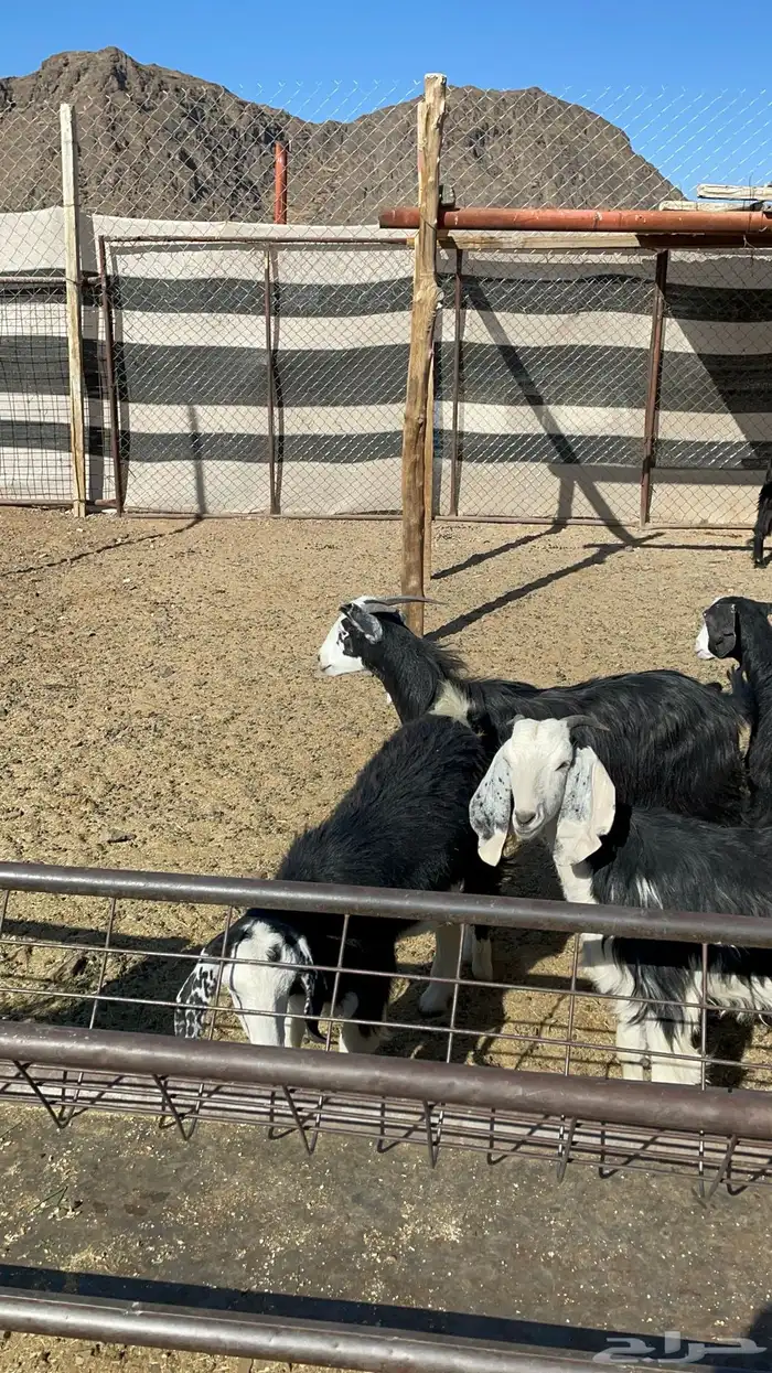 جفار ذبايح او مقنوي طيبه بالحيل( تم البيع ) 7